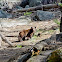 Black bear