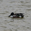 Northern Shoveler