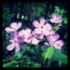 Purple phlox