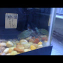 Red eared slider turtle