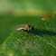 green eyed fly