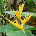 Heliconia 'Golden Torch'
