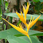 Heliconia 'Golden Torch'