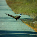 Ring-necked Pheasant 