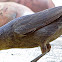 Shiny Cowbird