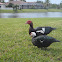 Muscovy Duck