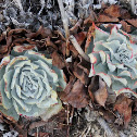 Dudleya pulverulenta