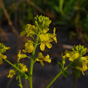 Common Winter Cress