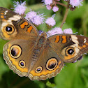 Common Buckeye