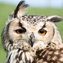Bengal Eagle Owl