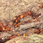 Army Ants