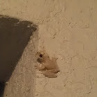 Cuban treefrog