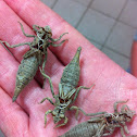 Dragonfly exoskeleton
