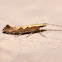 Diamondback Moth