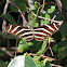Zebra Heliconian