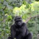 Western lowland gorilla