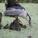 Black-Crowned Night-Heron