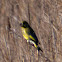 Greenfinch; Verderón