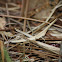 Long-headed Toothpick Grasshopper