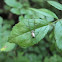 Venusta Orchard Spider