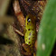 Bocas Poison Dart Frog