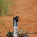 Zebra Spitting Cobra