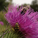 Spotted cucumber beetle