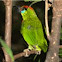 Red-throated Barbet