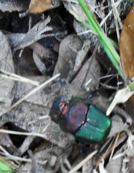 Spotting Image 1