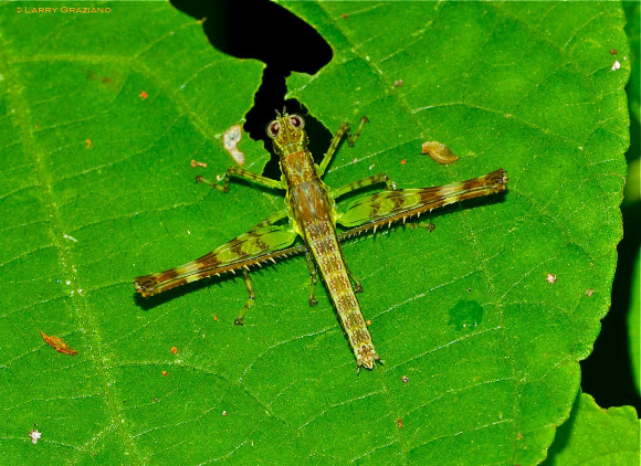 Spotting Image 1