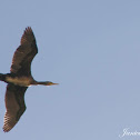 Cormorant