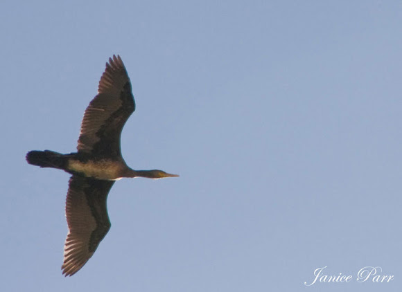 Spotting Image 1