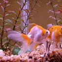 Fantail Goldfish
