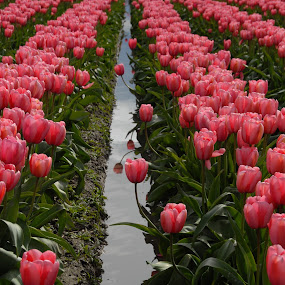 by Kirsten Morse - Nature Up Close Flowers