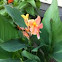 Canna Lily 