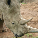 White Rhinoceros