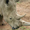 White Rhinoceros