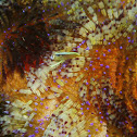 Sea Star Shrimp