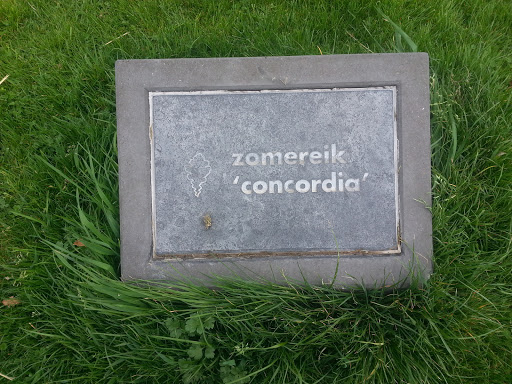 Zomereik Concordia