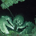European lobster