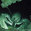 European lobster