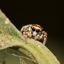 Jumping Spider