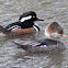 Hooded Merganser