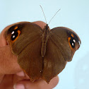 Evening Brown....