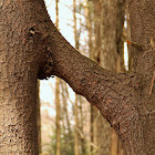 Pine Trees