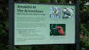 Amakihi Native Honeycreepers Information