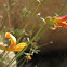 Desert Rock Pea