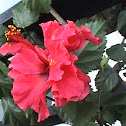 hibisco