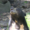 Malayan bear