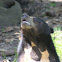 Malayan bear